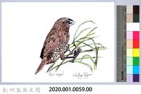 泰雅文物畫冊1-61斑文鳥藏品圖，第2張