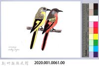泰雅文物畫冊1-63灰喉山椒鳥藏品圖，第2張