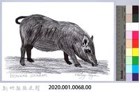 泰雅文物畫冊1-70蘭嶼豬藏品圖，第2張