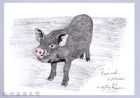 泰雅文物畫冊1-72約克夏豬藏品圖，第1張