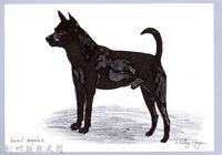 泰雅文物畫冊1-75黑犬藏品圖，第1張