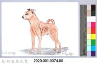 泰雅文物畫冊1-76黃犬藏品圖，第2張