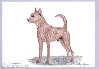 泰雅文物畫冊1-77棕犬藏品圖，第1張