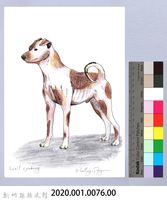 泰雅文物畫冊1-78花犬藏品圖，第2張