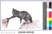 泰雅文物畫冊1-80玩耍中的家貓藏品圖，第2張