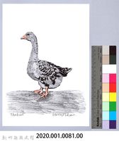 泰雅文物畫冊1-83灰雁藏品圖，第2張