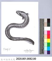 泰雅文物畫冊1-84白鰻-2藏品圖，第2張