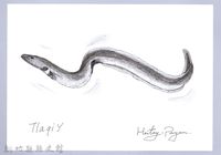 泰雅文物畫冊1-85白鰻-1藏品圖，第1張