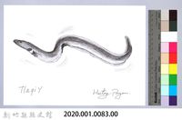 泰雅文物畫冊1-85白鰻-1藏品圖，第2張