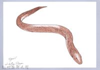 泰雅文物畫冊1-87黃鱔-2藏品圖，第1張