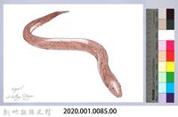 泰雅文物畫冊1-87黃鱔-2藏品圖，第2張