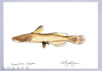 泰雅文物畫冊1-88鯰魚-1藏品圖，第1張