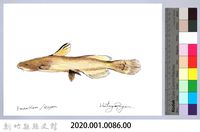 泰雅文物畫冊1-88鯰魚-1藏品圖，第2張
