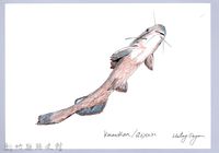 泰雅文物畫冊1-89鯰魚-2藏品圖，第1張