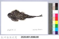 泰雅文物畫冊1-90台東間爬岩鰍-1藏品圖，第2張