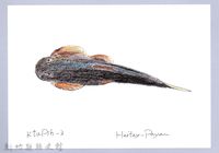 泰雅文物畫冊1-91台東間爬岩鰍-2藏品圖，第1張