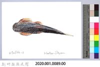 泰雅文物畫冊1-91台東間爬岩鰍-2藏品圖，第2張