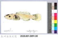 泰雅文物畫冊1-93明潭吻鰕虎藏品圖，第2張