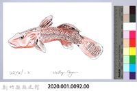 泰雅文物畫冊1-94短吻紅斑吻鰕虎藏品圖，第2張