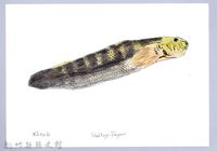 泰雅文物畫冊1-95七星鱧藏品圖，第1張