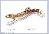 泰雅文物畫冊1-96泥鰍藏品圖，第1張