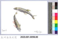 泰雅文物畫冊1-100台灣石（魚賓）-2藏品圖，第2張