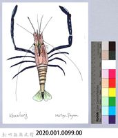 泰雅文物畫冊1-101粗糙沼蝦藏品圖，第2張