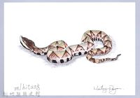 泰雅文物畫冊1-121百步蛇藏品圖，第1張