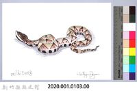 泰雅文物畫冊1-121百步蛇藏品圖，第2張