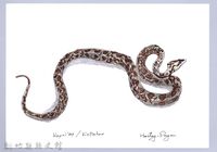 泰雅文物畫冊1-122龜殼花藏品圖，第1張