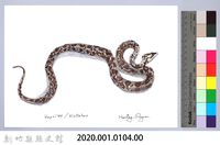 泰雅文物畫冊1-122龜殼花藏品圖，第2張