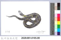 泰雅文物畫冊1-123眼鏡蛇藏品圖，第2張