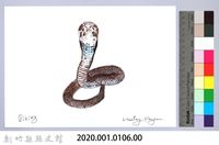 泰雅文物畫冊1-124準備攻擊的眼鏡蛇藏品圖，第2張