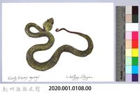 泰雅文物畫冊1-126赤尾青竹絲藏品圖，第2張