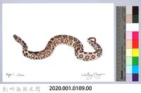 泰雅文物畫冊1-127鎖鏈蛇藏品圖，第2張