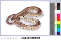 泰雅文物畫冊1-128王錦蛇(幼蛇)藏品圖，第2張