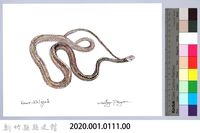 泰雅文物畫冊1-129過山刀藏品圖，第2張