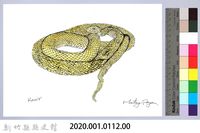 泰雅文物畫冊1-130王錦蛇藏品圖，第2張