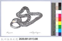 泰雅文物畫冊1-131標蛇藏品圖，第2張