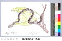 泰雅文物畫冊1-132大頭蛇藏品圖，第2張