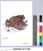 泰雅文物畫冊1-135黑眶蟾蜍-1藏品圖，第2張