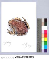 泰雅文物畫冊1-136黑眶蟾蜍-2藏品圖，第2張