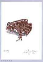 泰雅文物畫冊1-138澤蛙-1藏品圖，第1張