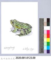 泰雅文物畫冊1-141腹斑蛙藏品圖，第2張