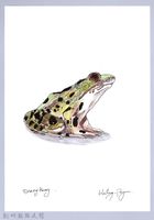 泰雅文物畫冊1-142斯文豪氏赤蛙藏品圖，第1張