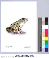 泰雅文物畫冊1-142斯文豪氏赤蛙藏品圖，第2張