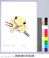 泰雅文物畫冊1-144褐樹蛙藏品圖，第2張