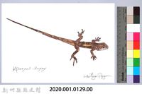 泰雅文物畫冊1-148蓬萊草蜥藏品圖，第2張