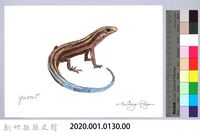 泰雅文物畫冊1-149麗雯石龍子藏品圖，第2張