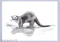泰雅文物畫冊1-190水獺藏品圖，第1張